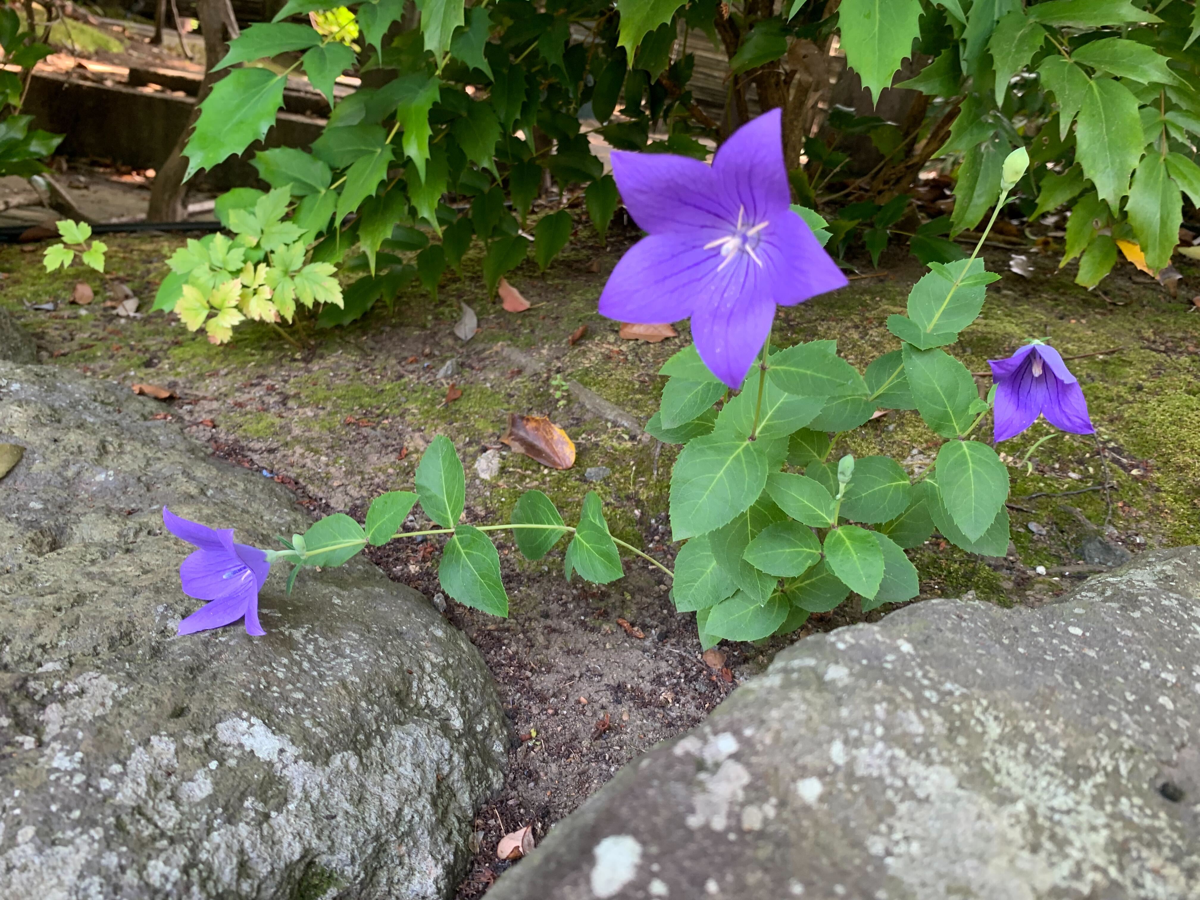 占い師華深のお気に入り写真1